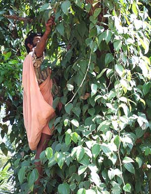 Pepper being picked from the vine