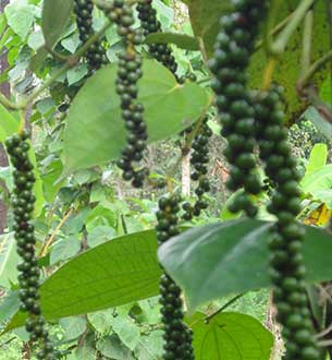 pepper vines